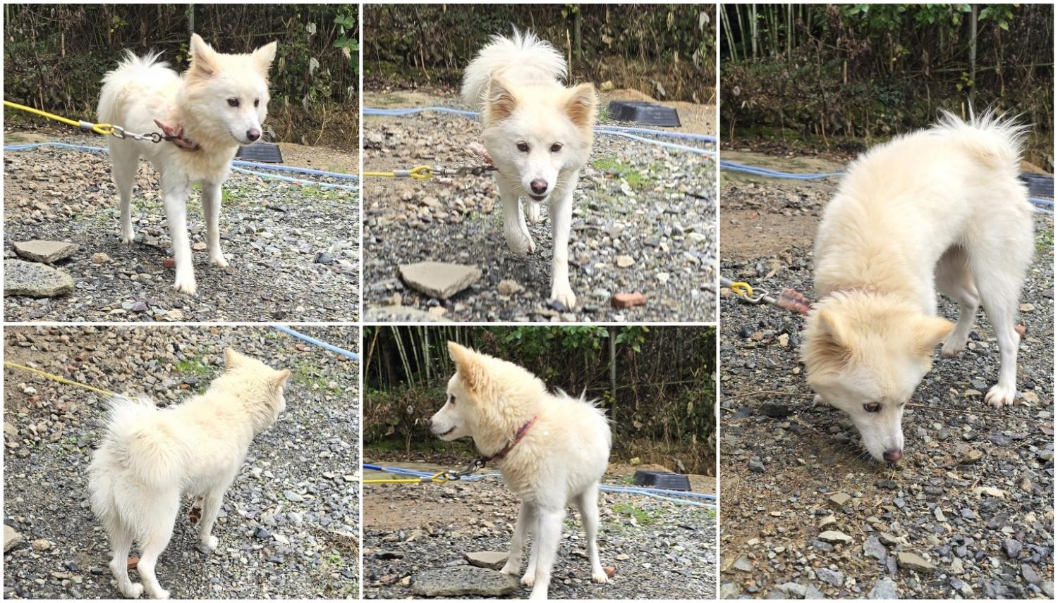 무안군유기동물보호소_446495202400488