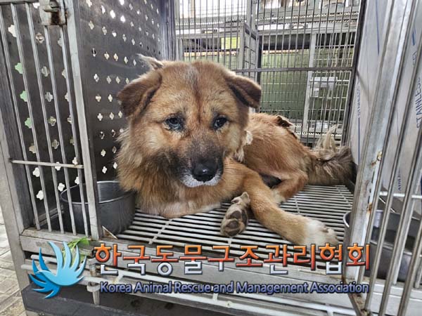 한국동물구조관리협회_441560202401240