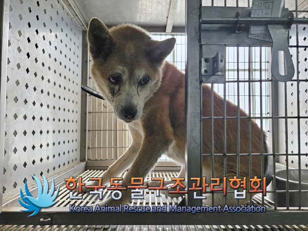 한국동물구조관리협회_411311202400744