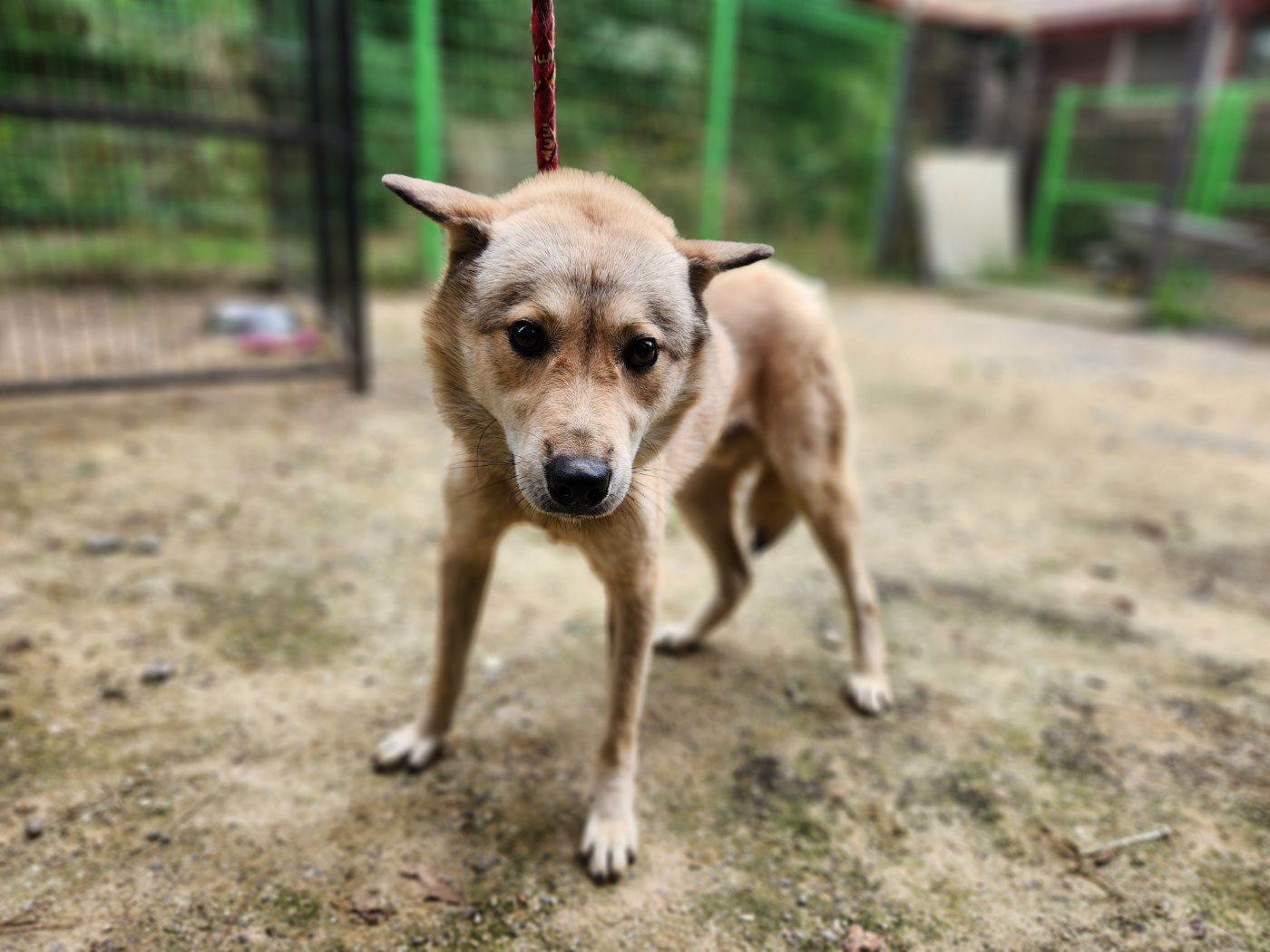 광주TNR동물병원초월_441554202401711
