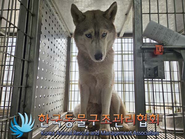 한국동물구조관리협회_441560202401238