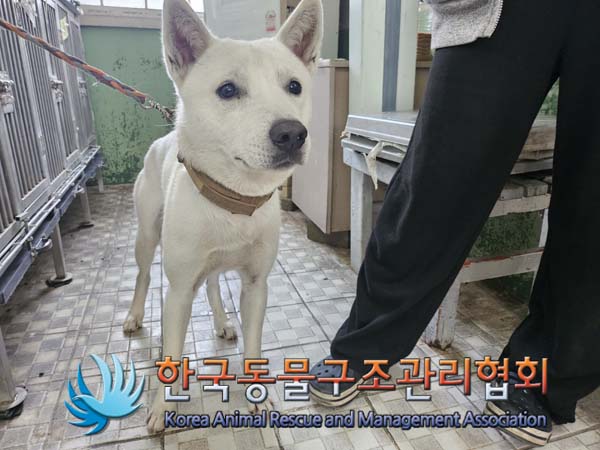 한국동물구조관리협회_411303202400474