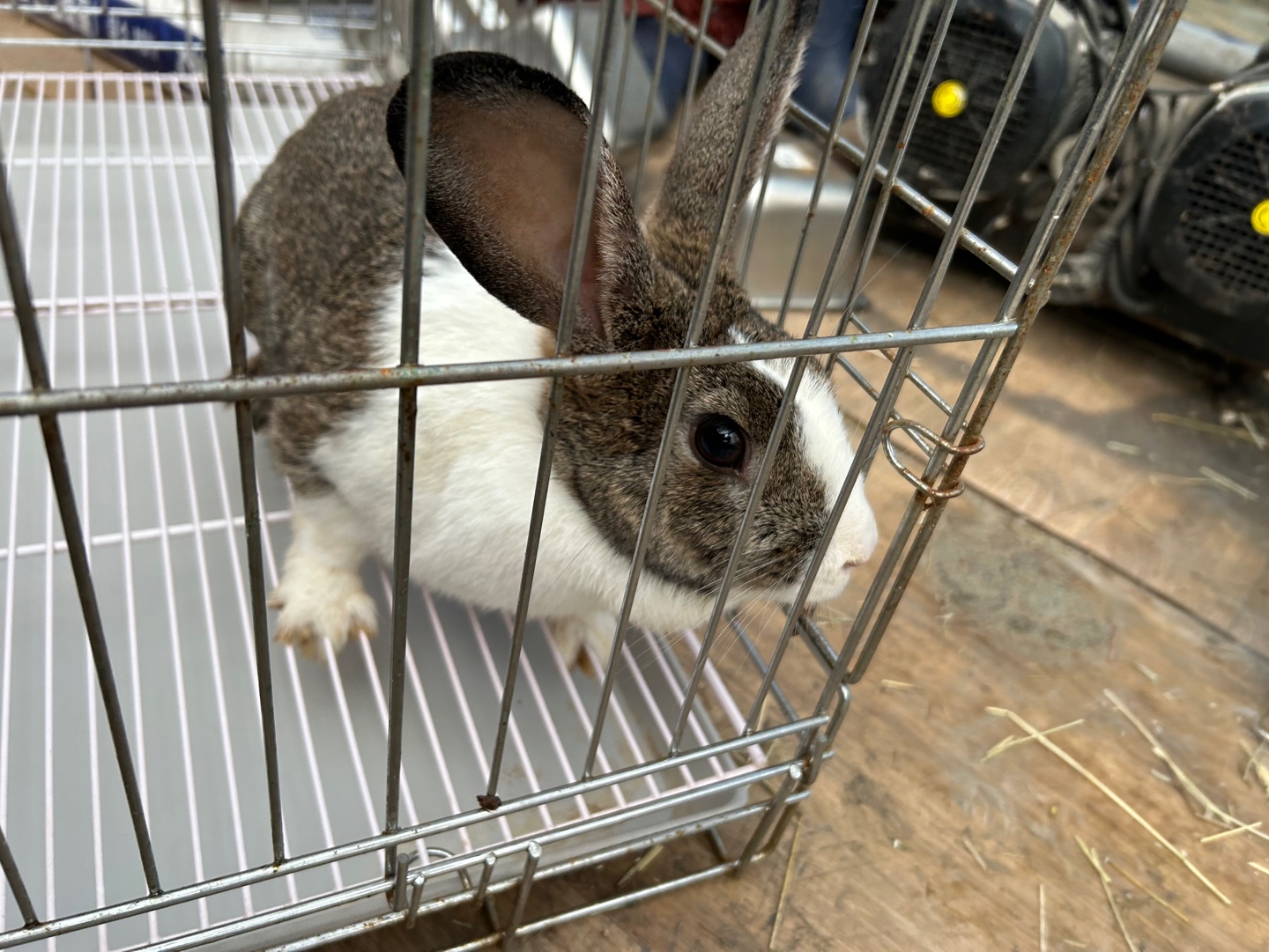 한국야생동물보호협회_441402202400541