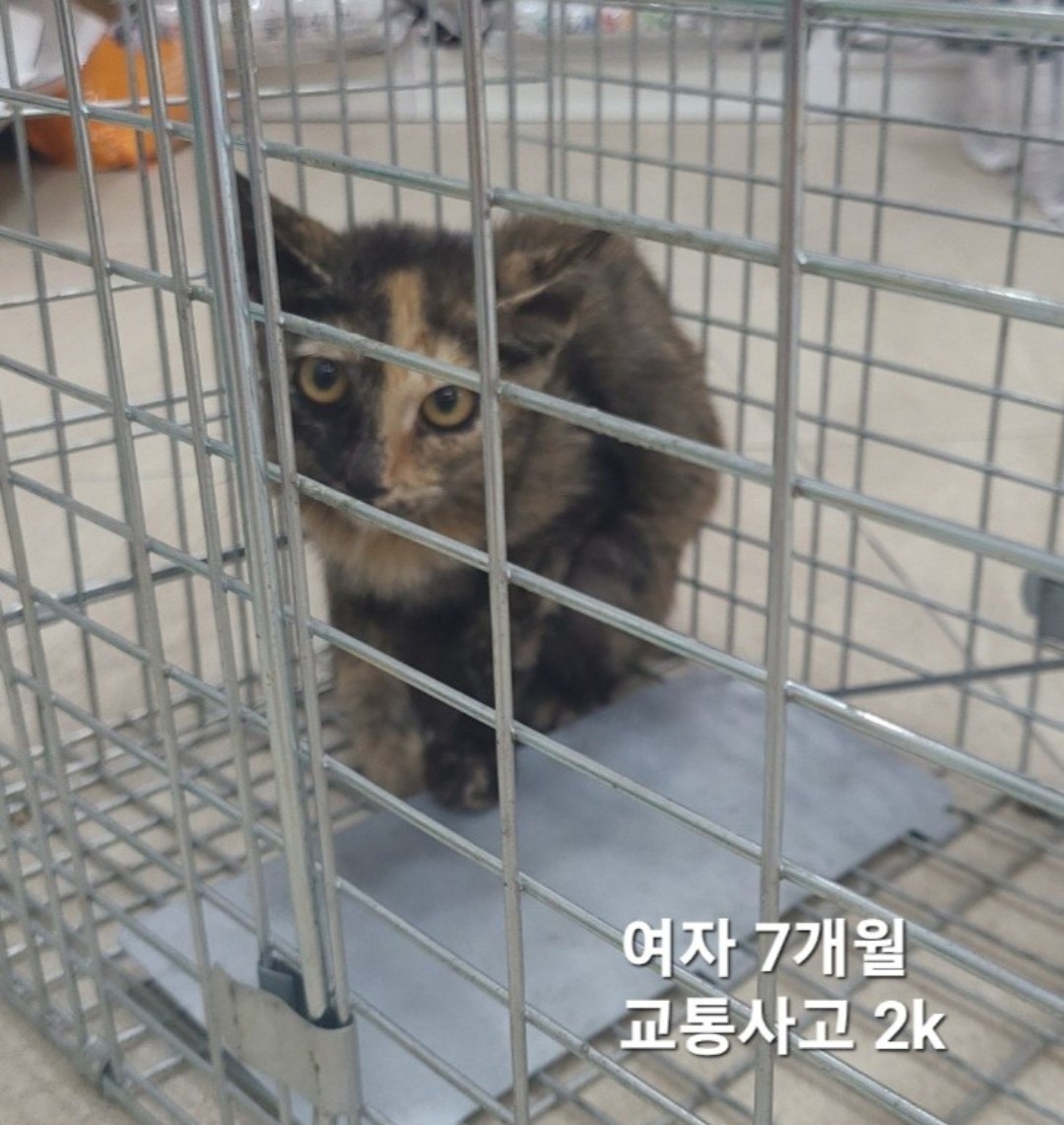 옥천동물병원_443443202400683