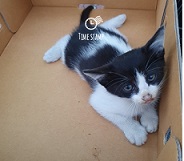 울산유기동물보호센터_431372202400568