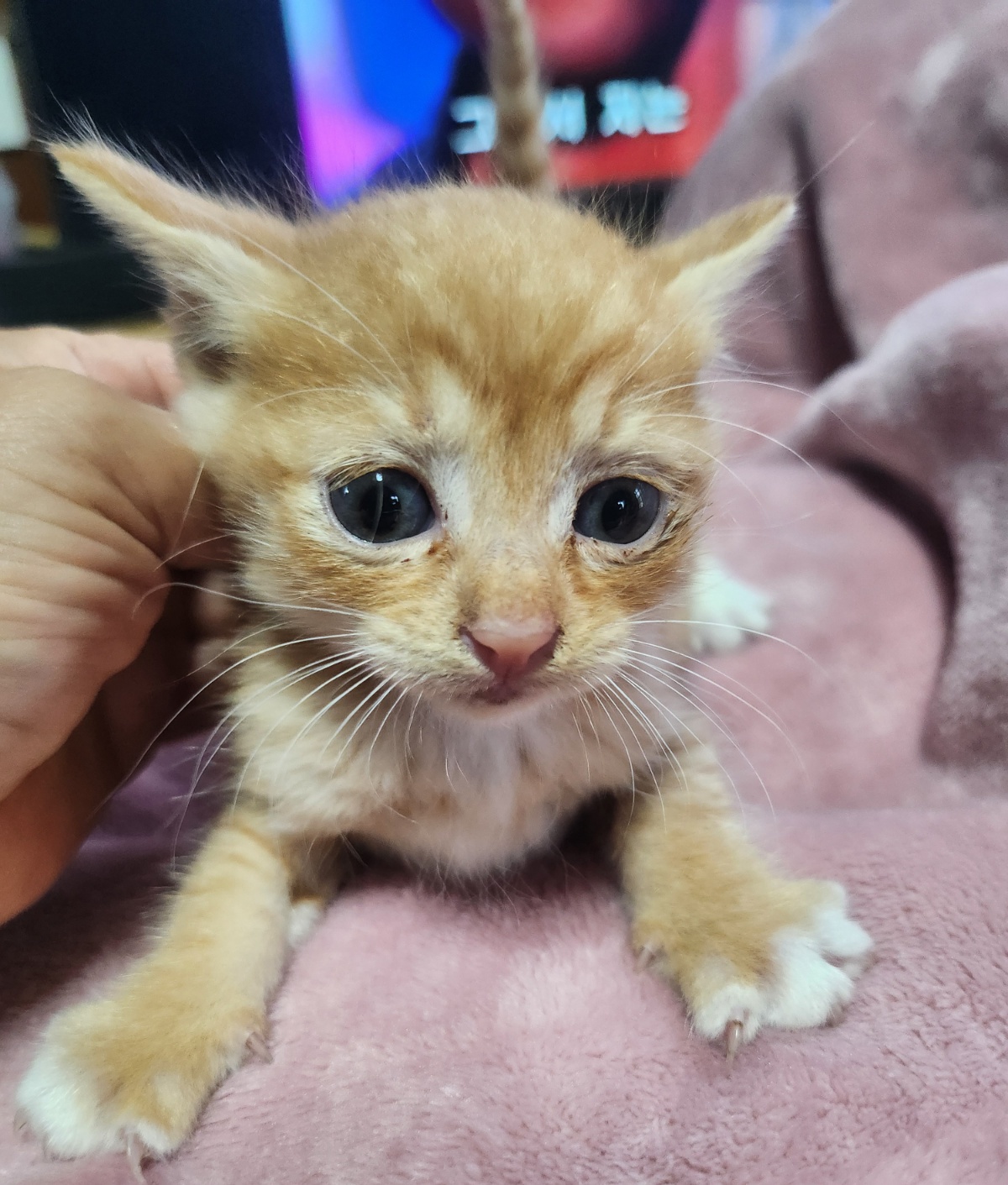 울산유기동물보호센터_431369202400556