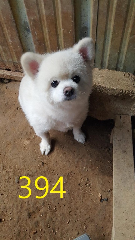 신영재동물병원_428355202400694