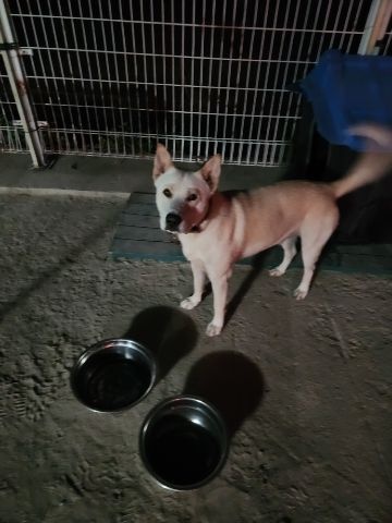 충주시동물보호센터_443439202400634