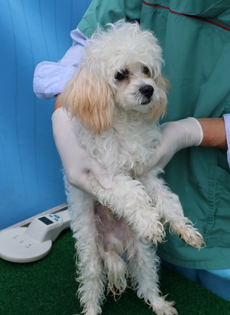 제주 동물보호센터_450650202402957