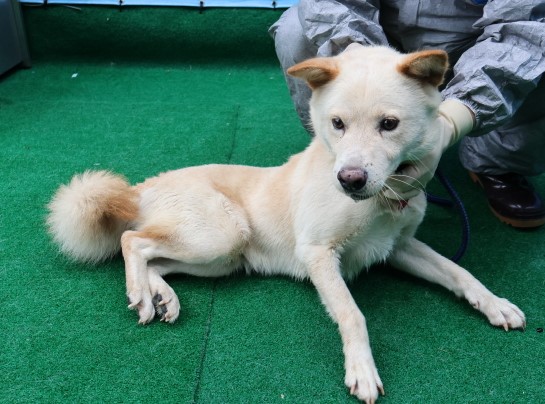 제주 동물보호센터_450650202402958