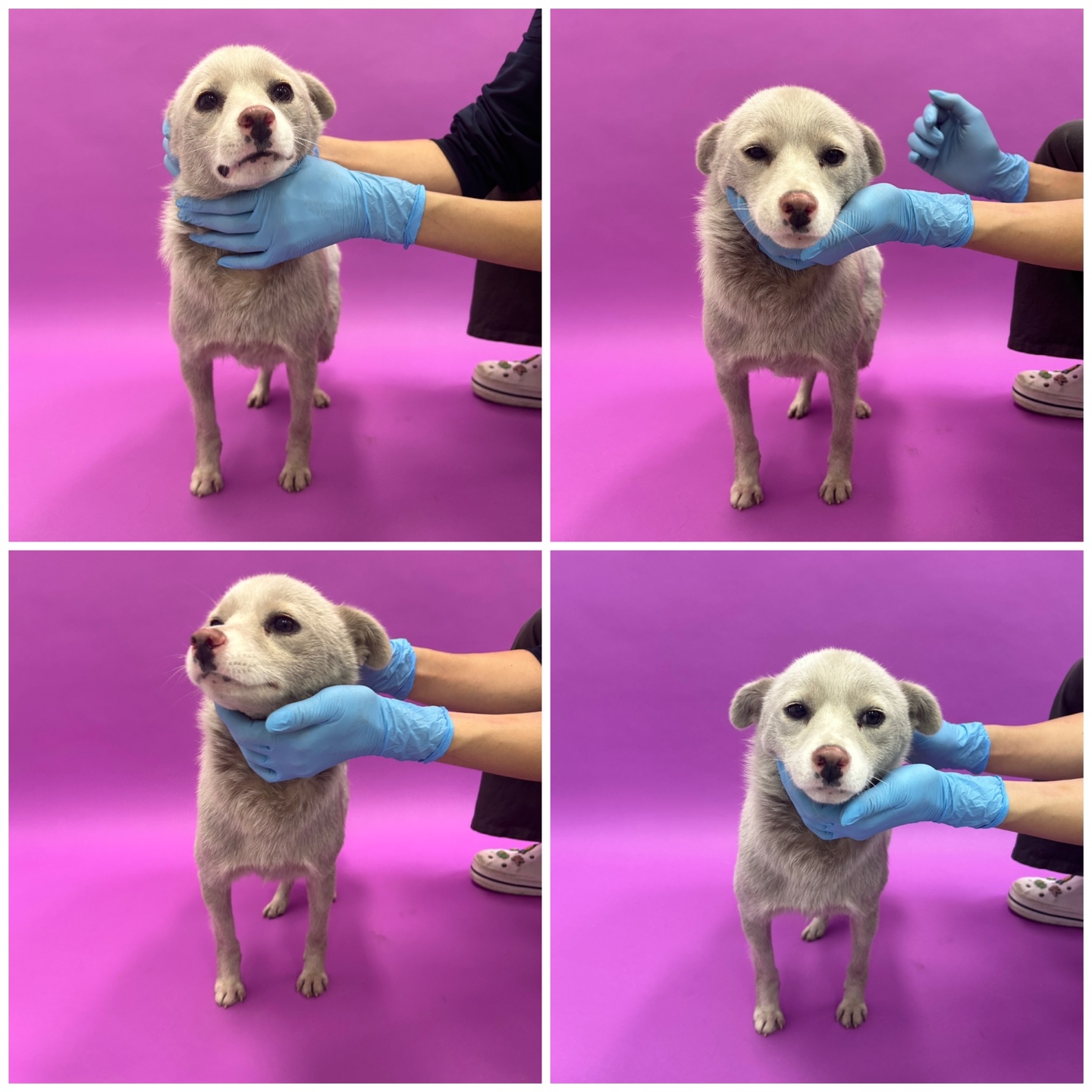 천안시 동물보호센터_444449202402025