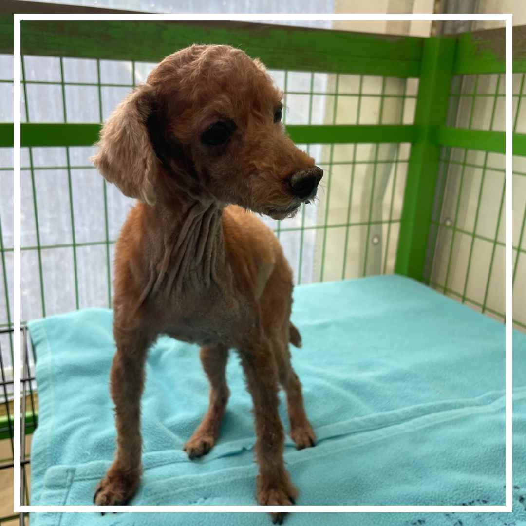 군산유기동물보호센터_445467202401939