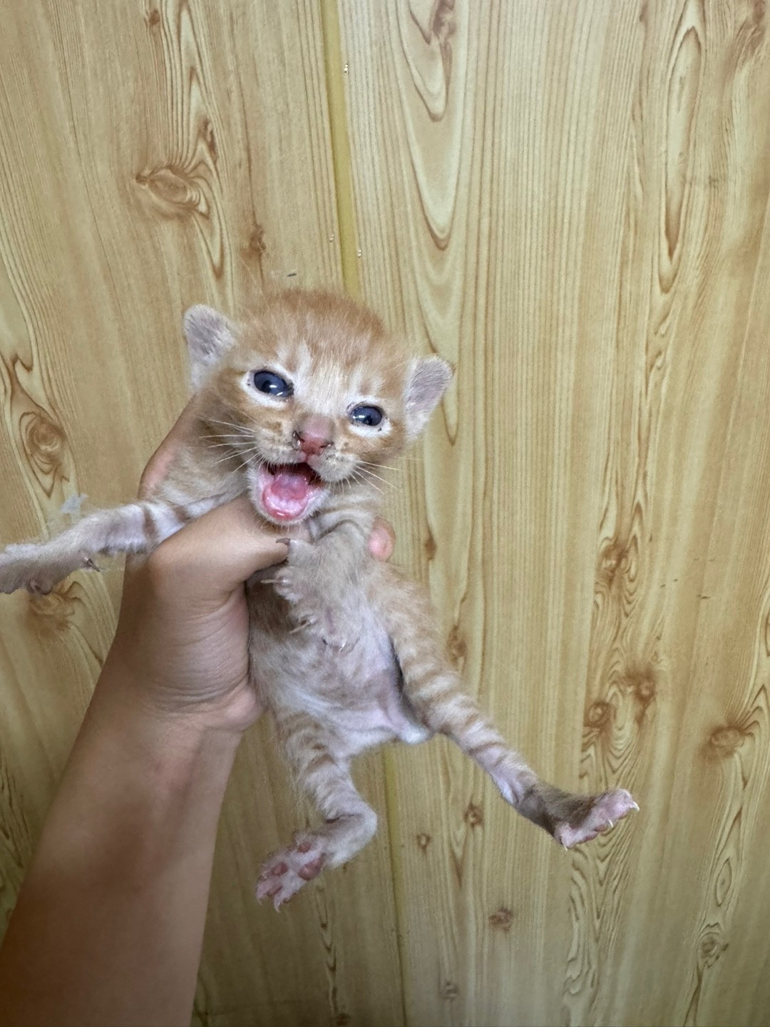 종료(자연사) 한국…