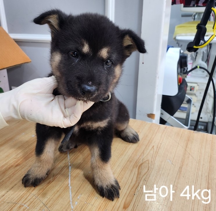 옥천동물병원_443443202400687