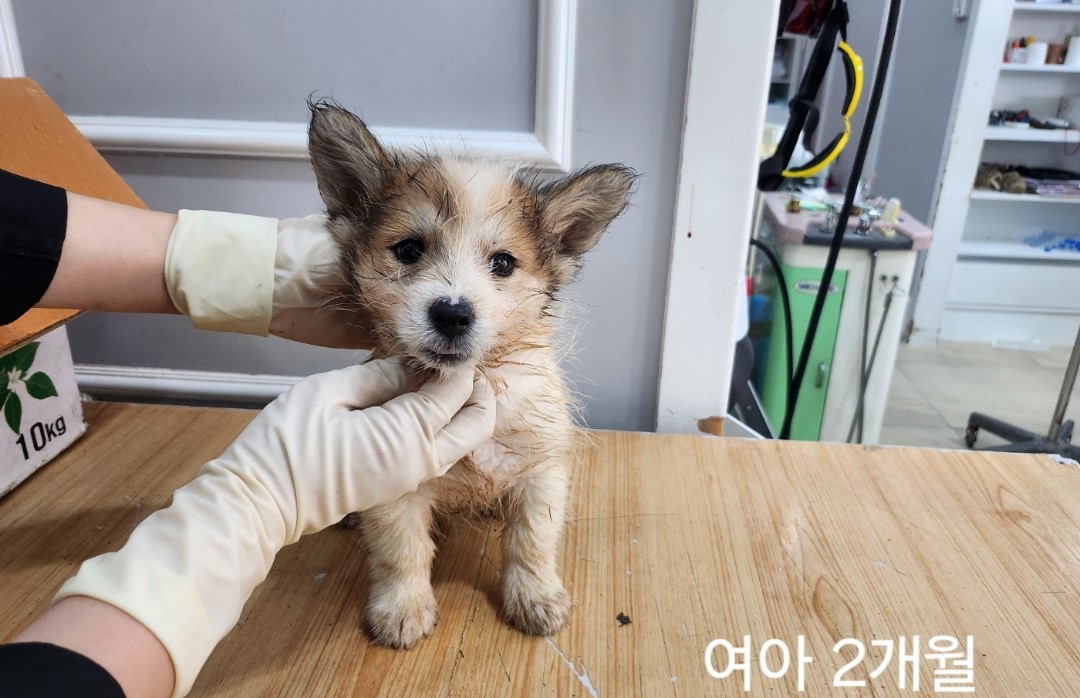 옥천동물병원_443443202400692