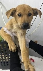 인천수의사회유기동물_428358202400316