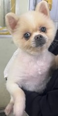 인천광역시수의사회_428352202400446