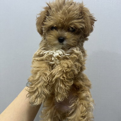 (사)동부동물보호협회_426330202400375