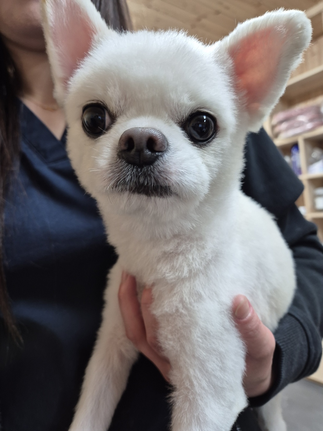 남양동물보호센터_441553202403309