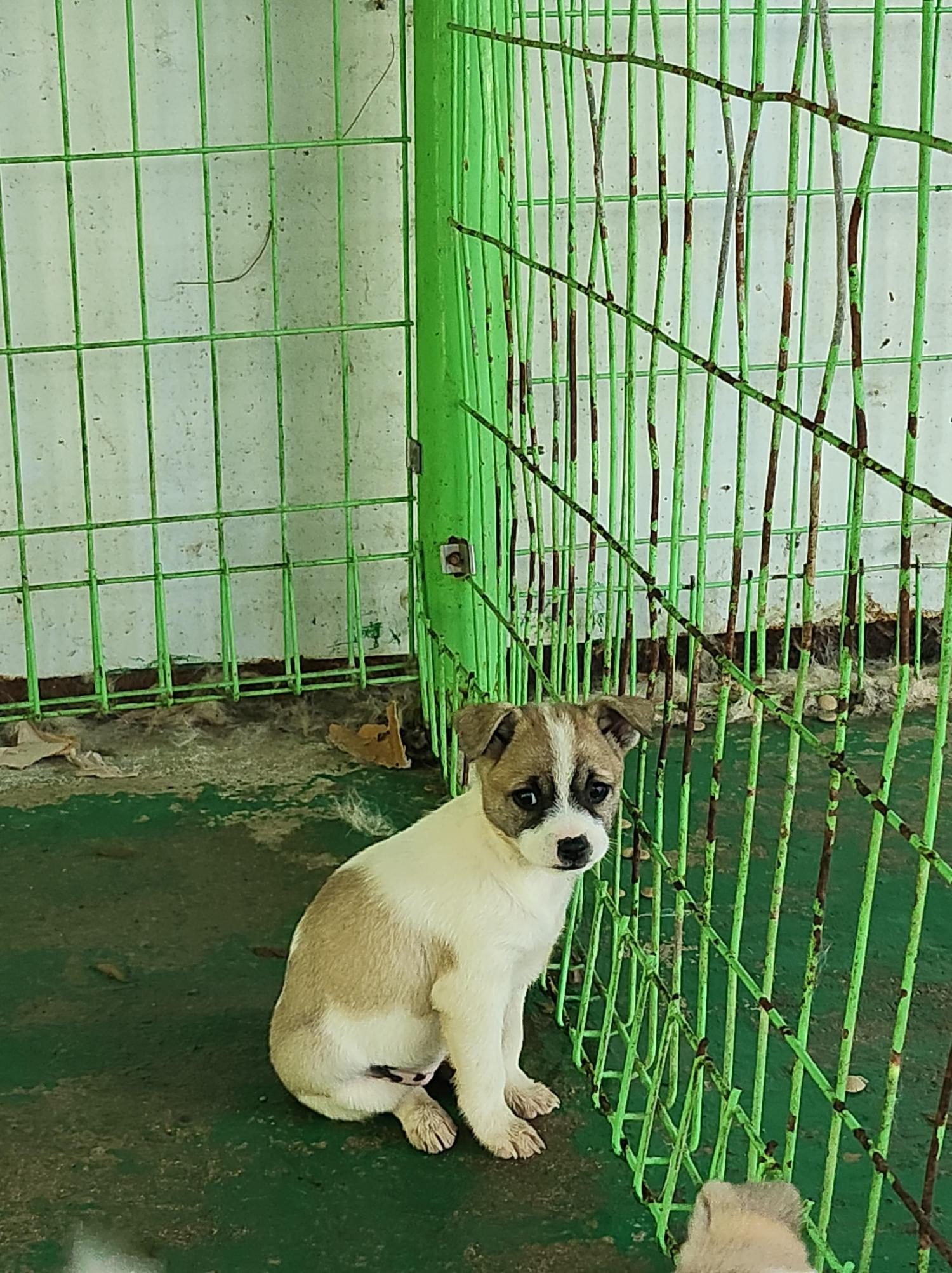 봉화군유기동물보호소_447524202400070