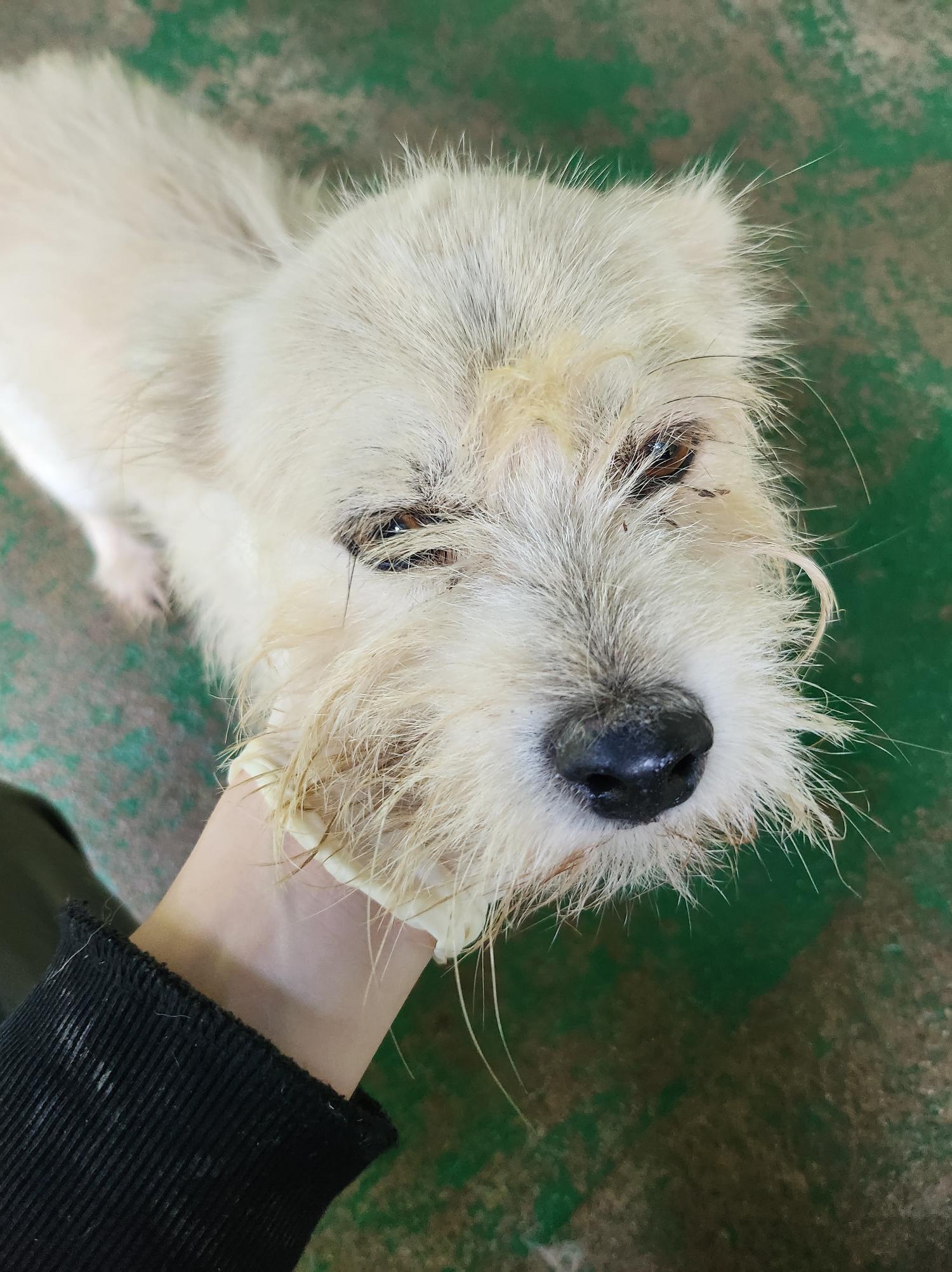 봉화군유기동물보호소_447524202400073