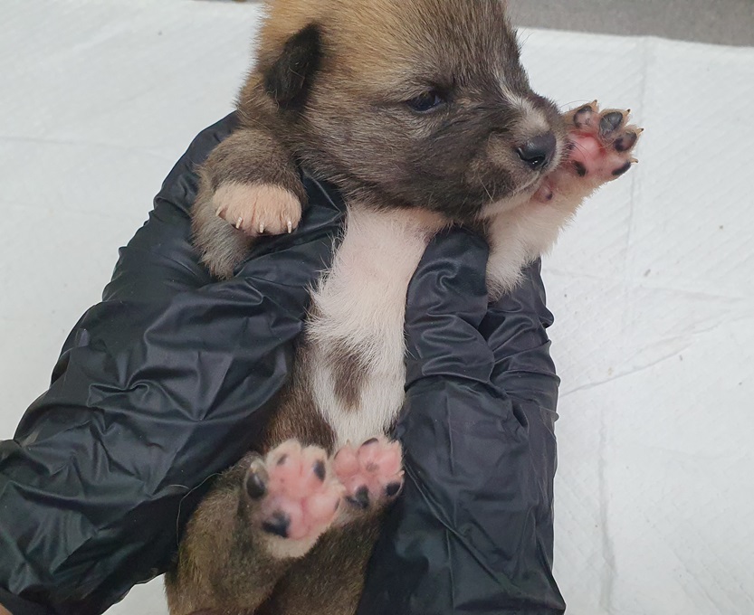 김천시 동물보호센터_447506202400374