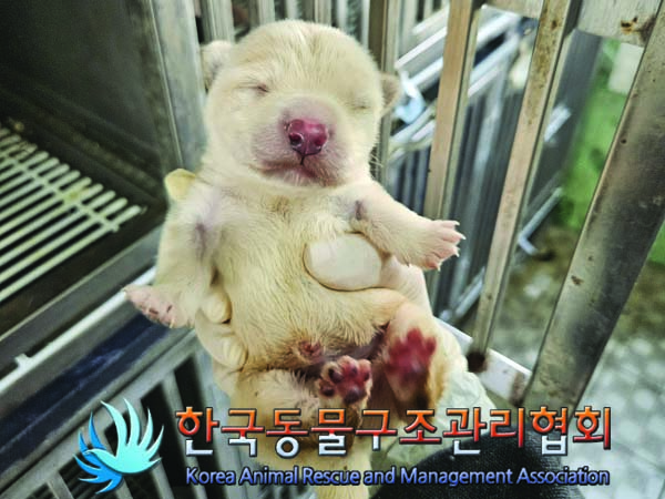 한국동물구조관리협회_411323202401022