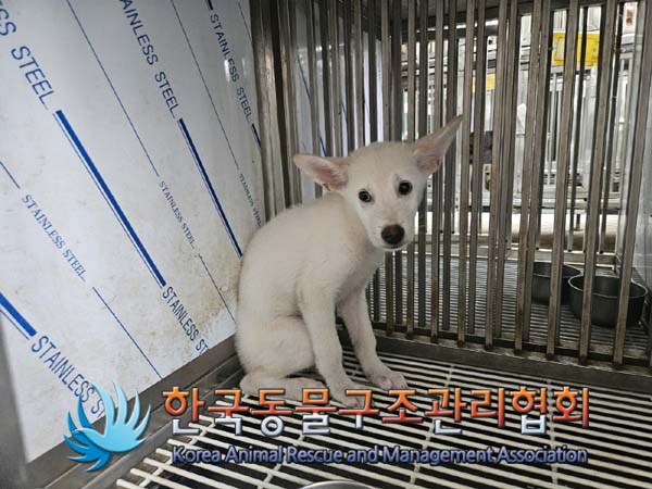 한국동물구조관리협회_441382202400755