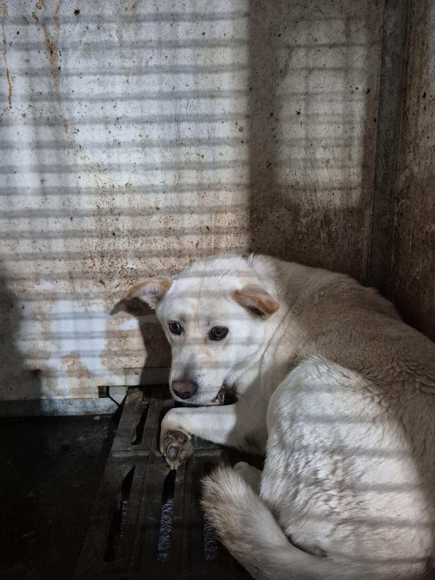 남양동물보호센터_441553202403313