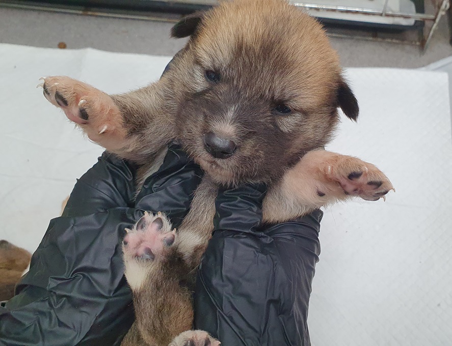 김천시 동물보호센터_447506202400375