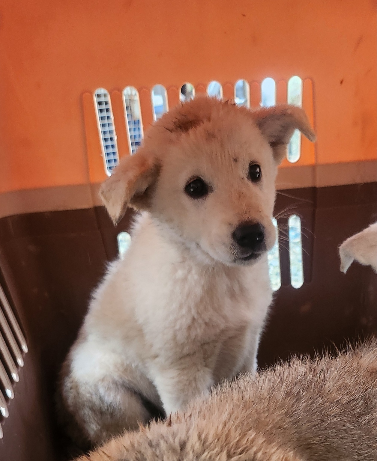 울산유기동물보호센터_431370202400922