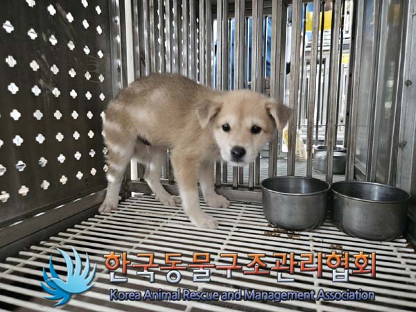 한국동물구조관리협회_441406202401674