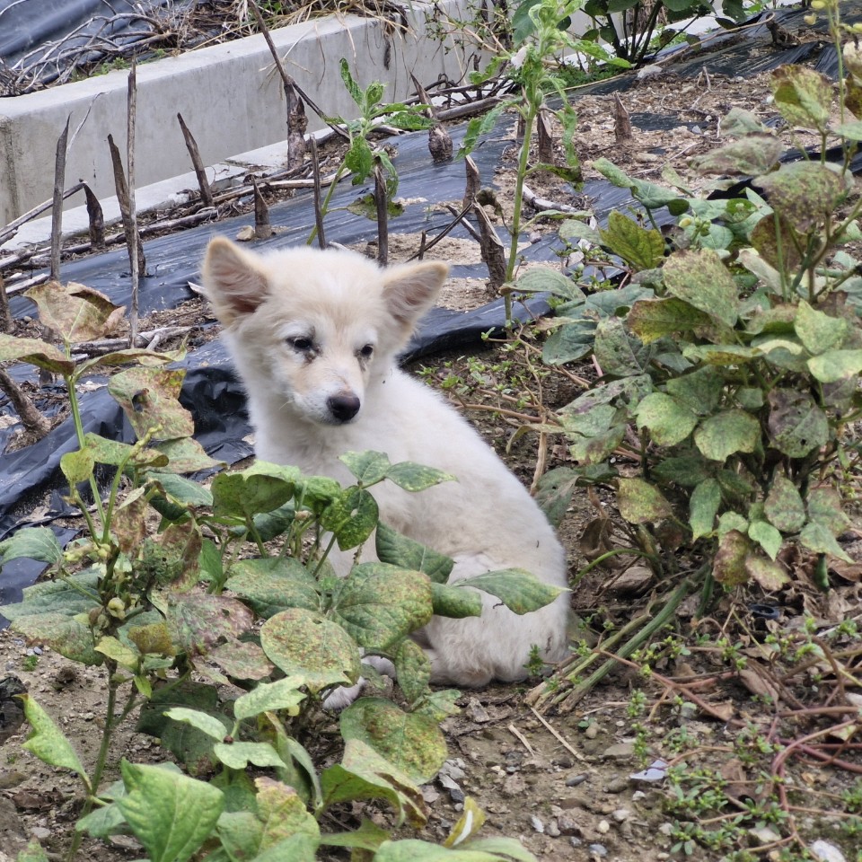 청양보호소_444459202400161