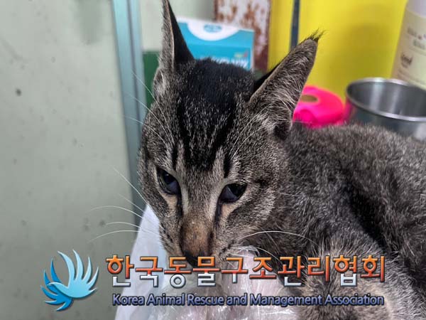 한국동물구조관리협회_411307202400501