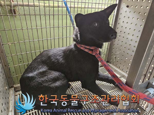 종료(안락사) 믹스…