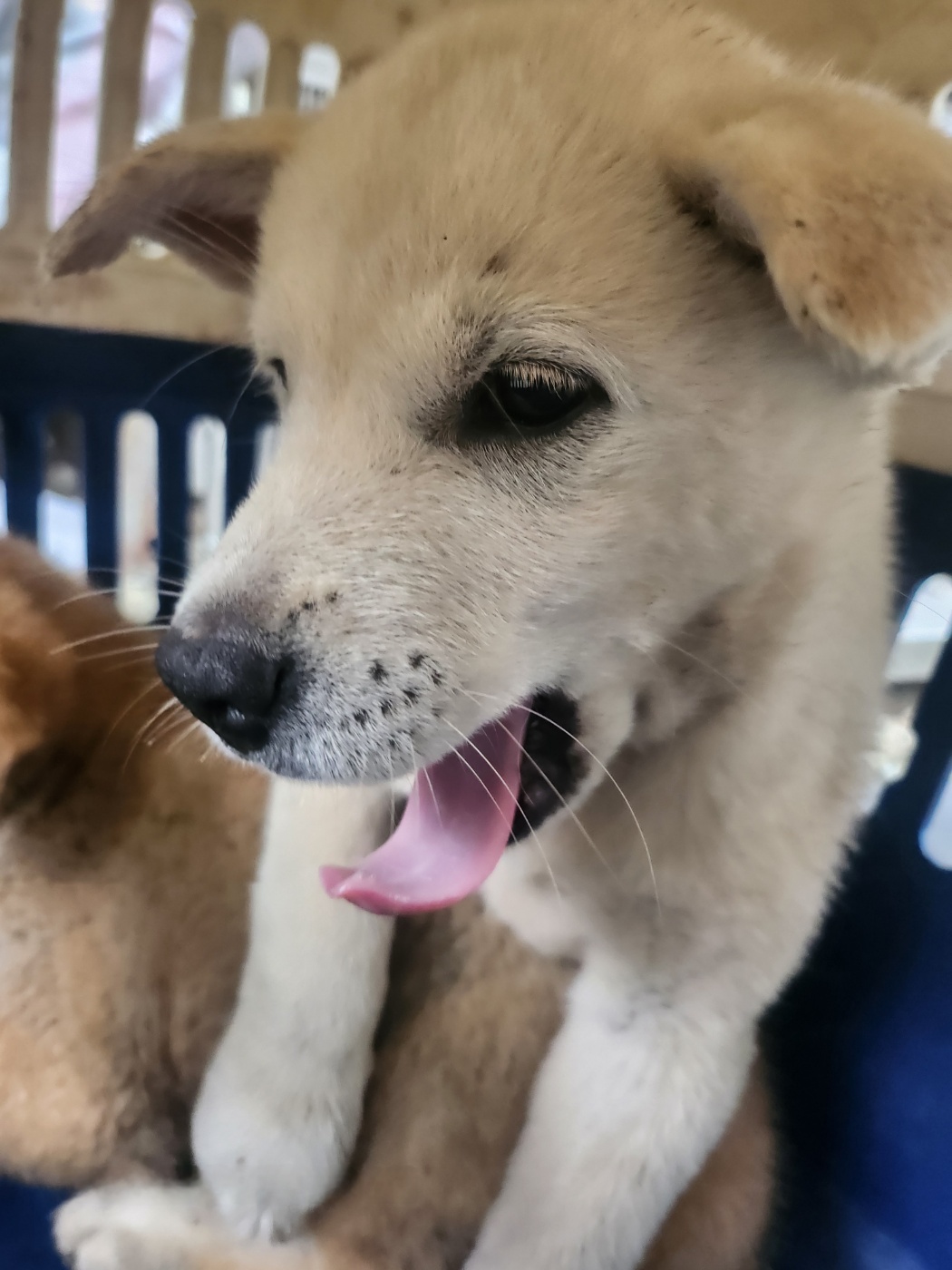 울산유기동물보호센터_431370202400921