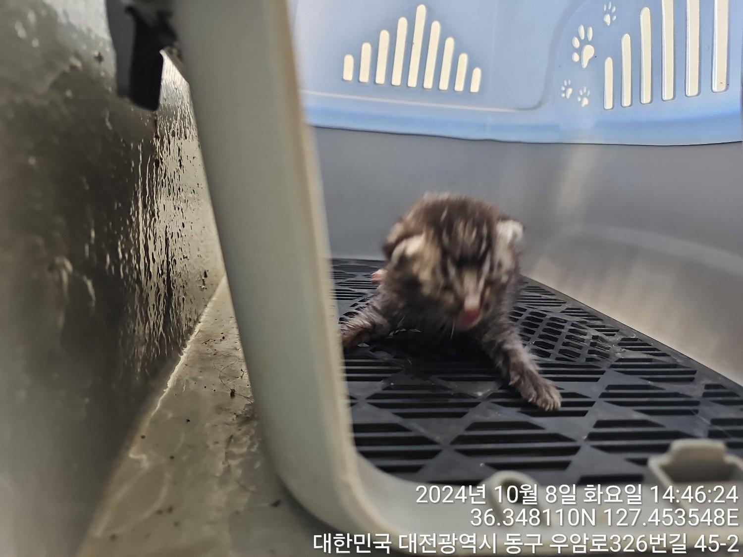 대전동물보호센터_430364202400764