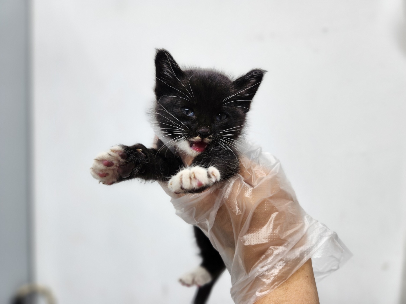 광주TNR동물병원송정_441554202401712