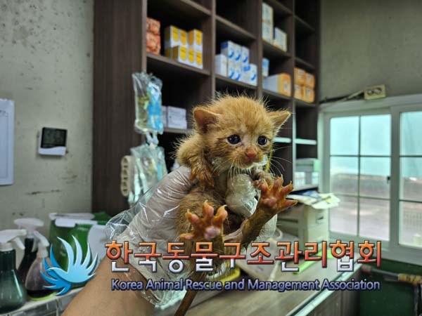 한국동물구조관리협회_441560202401242