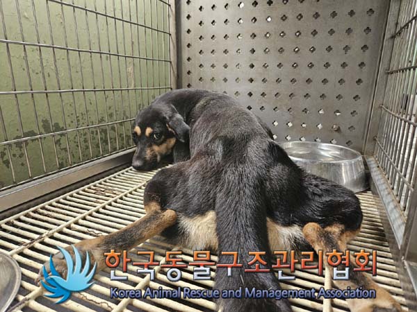한국동물구조관리협회_441406202401678
