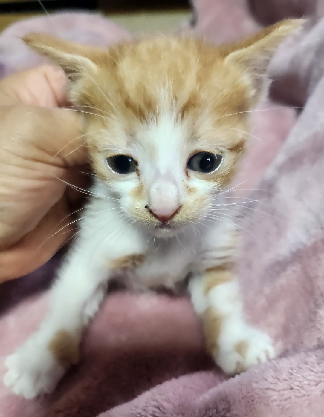 울산유기동물보호센터_431372202400534