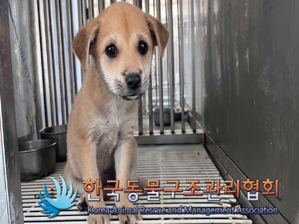 한국동물구조관리협회_441406202401676