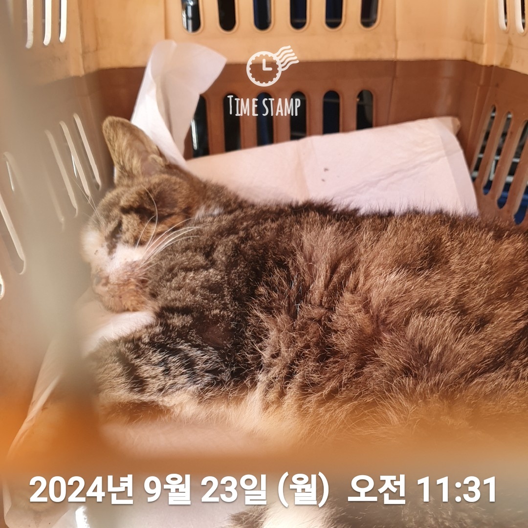 종료(자연사) 한국…