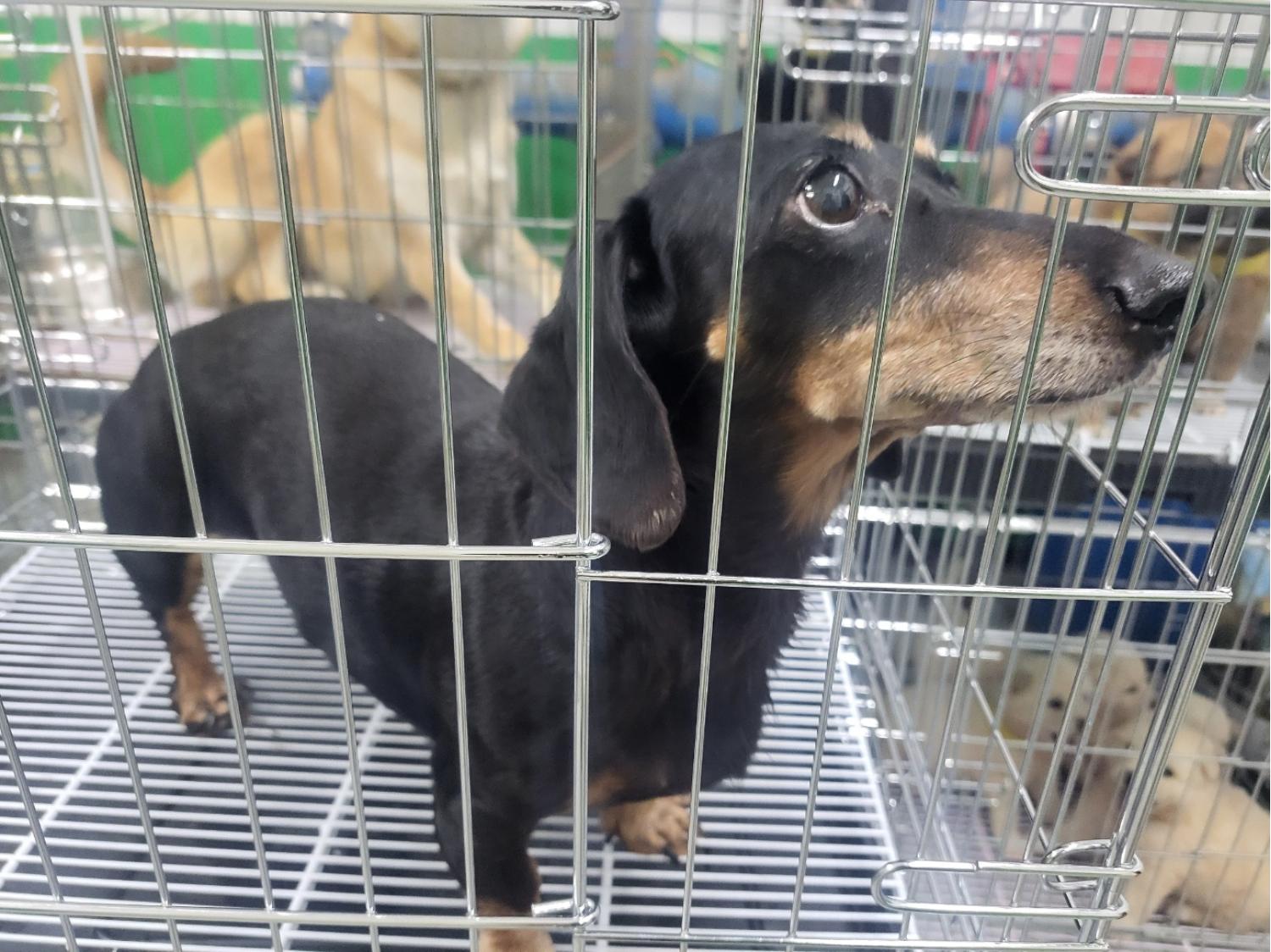 고양시동물보호센터_441394202402052