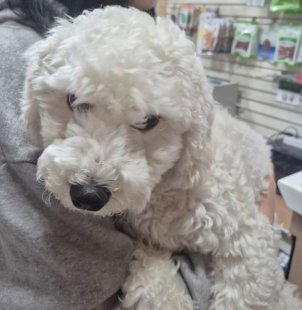 삼산종합동물병원_428354202401202