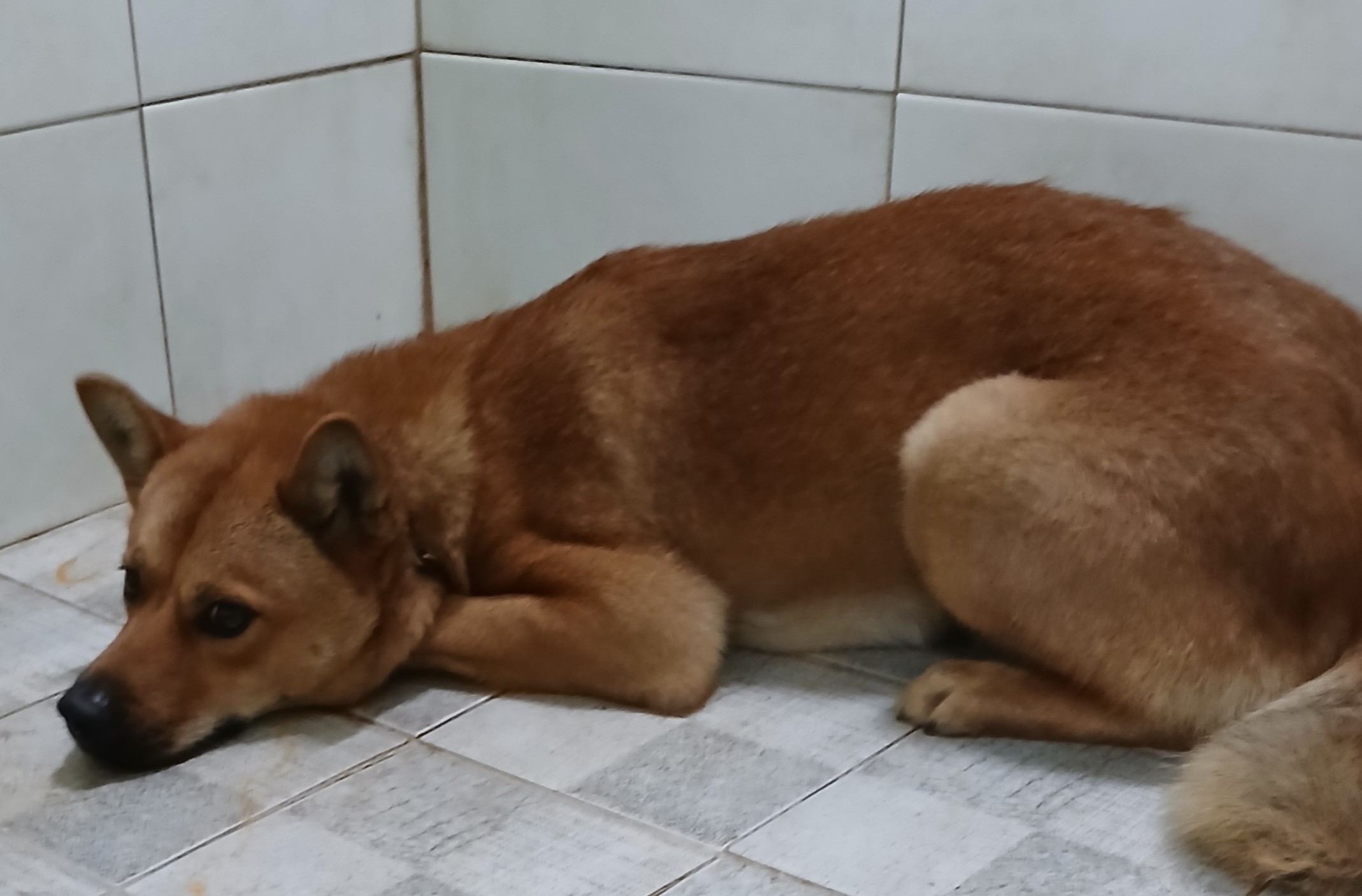 대구유기동물보호협회_427347202400888