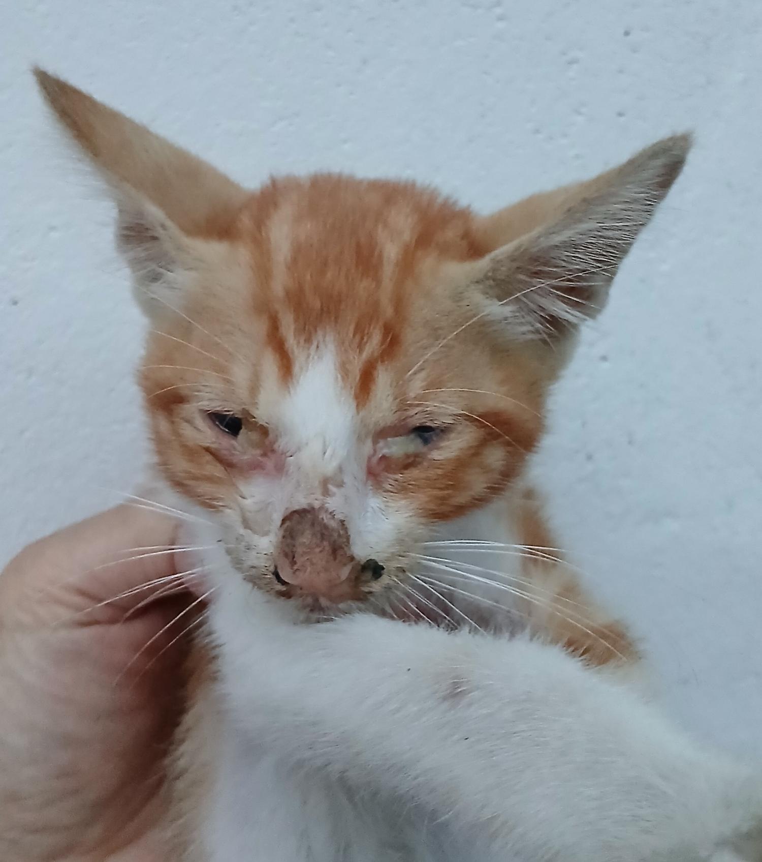 대구유기동물보호협회_427347202400887