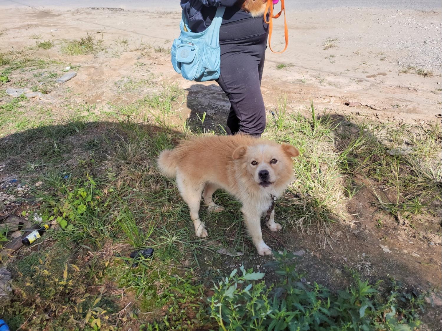 고양시동물보호센터_441394202402060