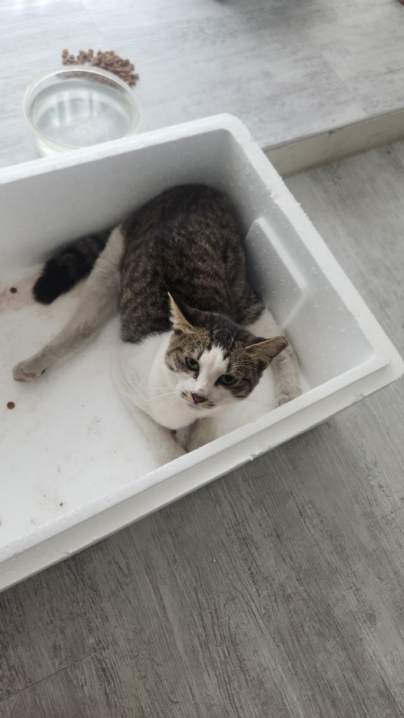 보호중 한국 고양이…