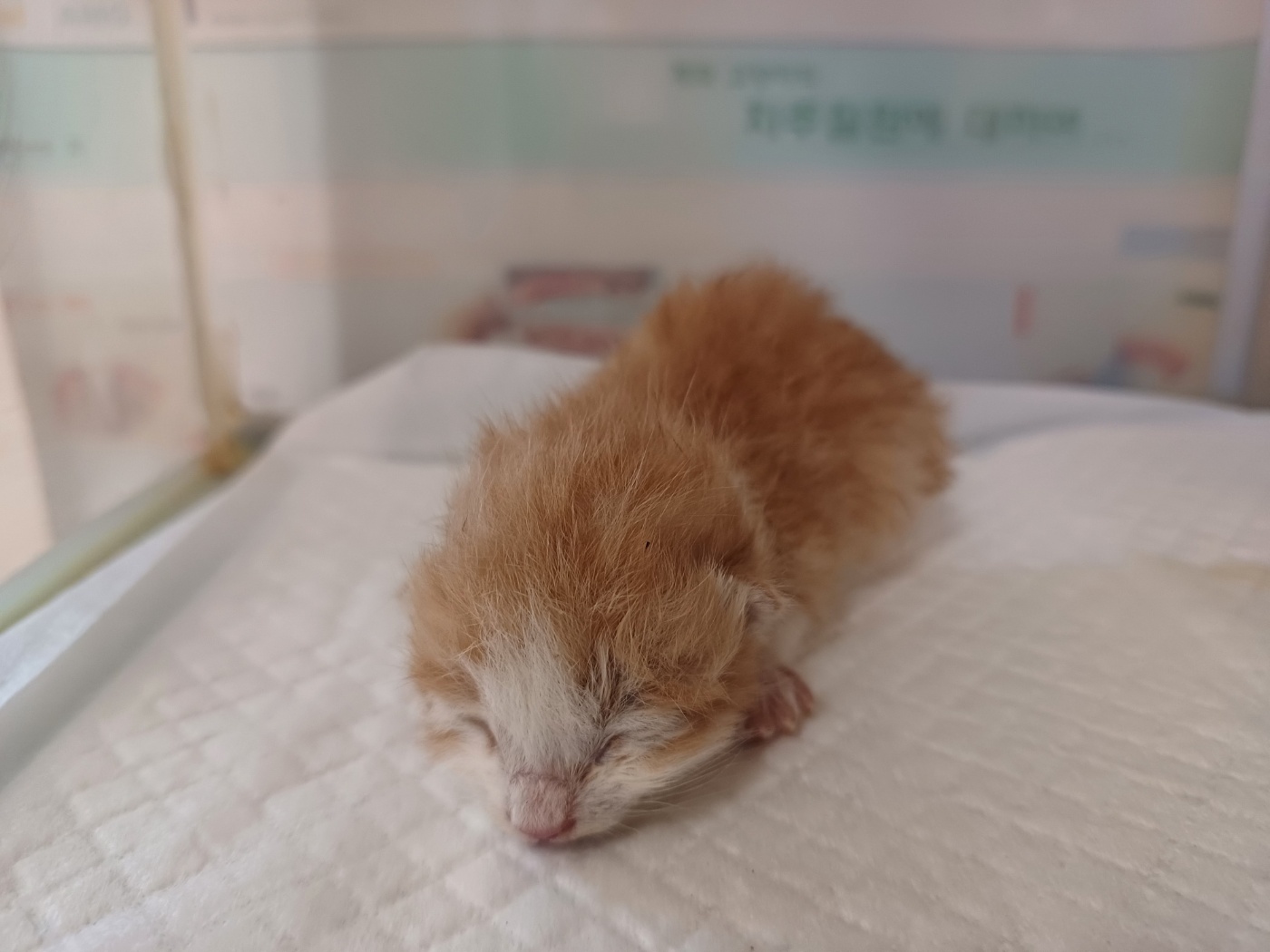 행복한동물병원_445464202403068